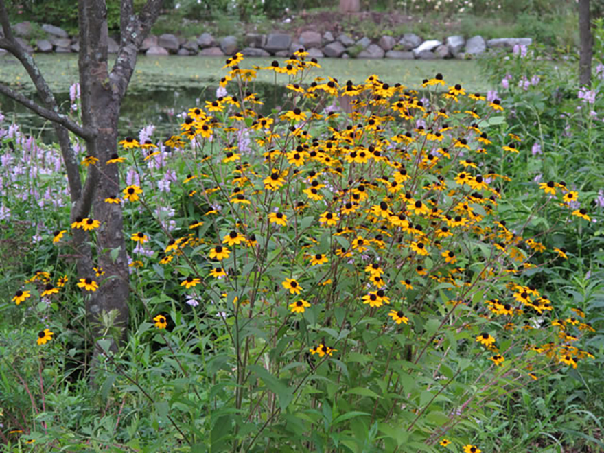 ルドベキア トリロバ（Rudbeckia triloba）／キク科