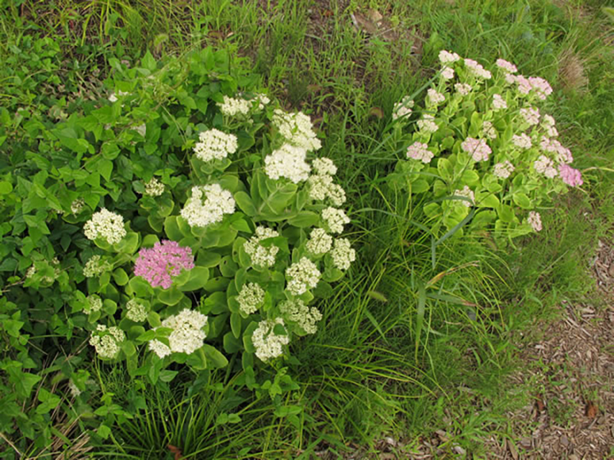 オオベンケイソウ（Sedum）／ベンケイソウ科