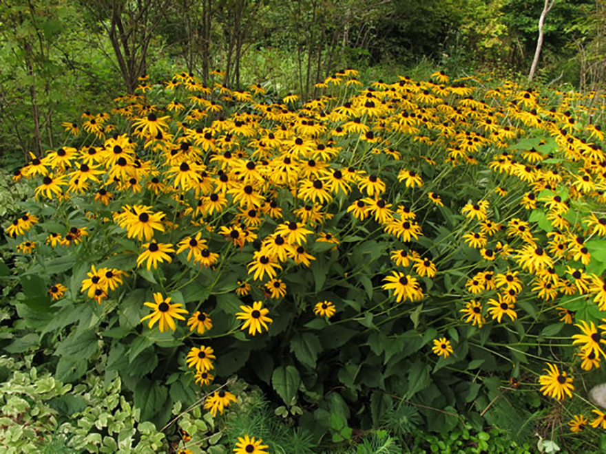 ルドベキア ‘ゴールドスターム’（Rudbeckia 'Goldsturm'）／キク科