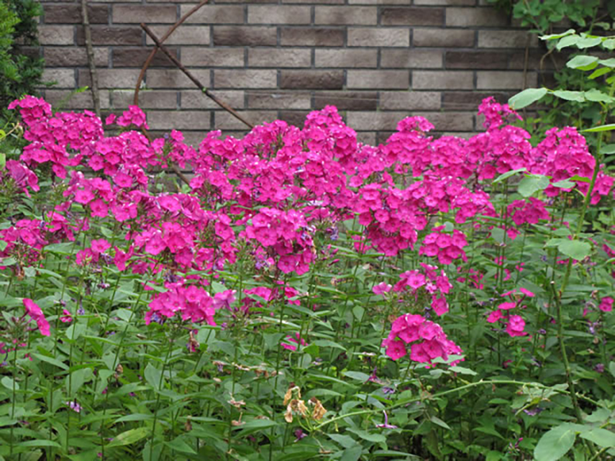 オイランソウ（Phlox paniculat）／ハナシブ科