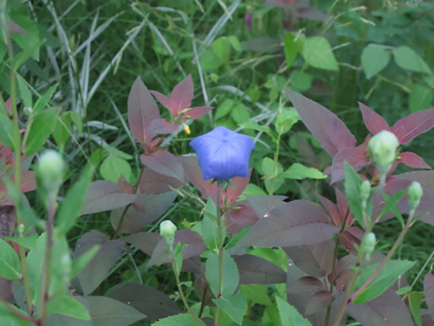キキョウ（Platycodon grandiflorus）／キキョウ科
