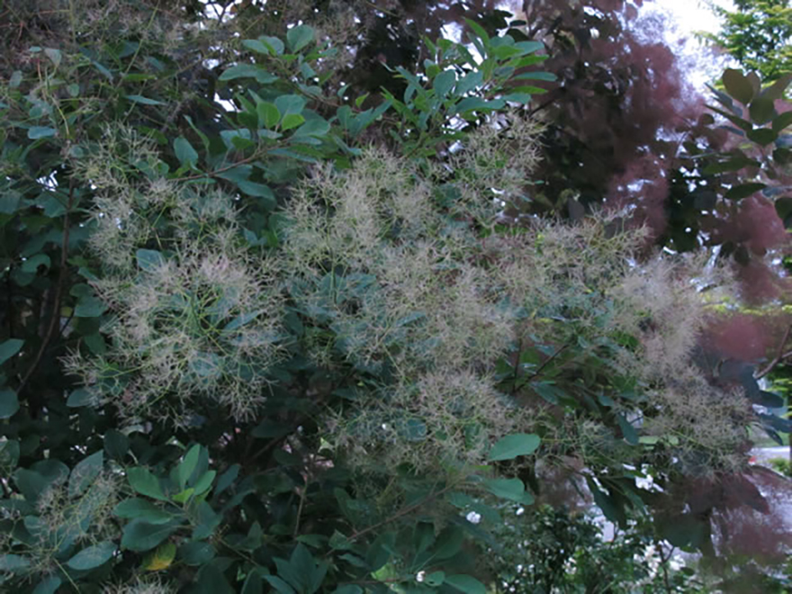 スモークツリー（Cotinus coggygriascop）／ウルシ科