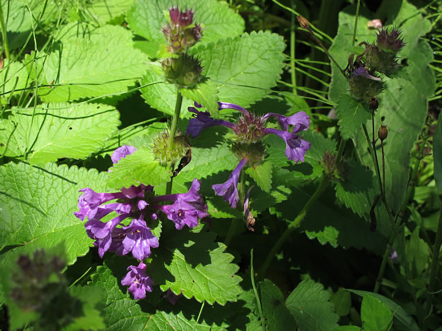 ミソガワソウ（Nepeta subsessills）／シソ科