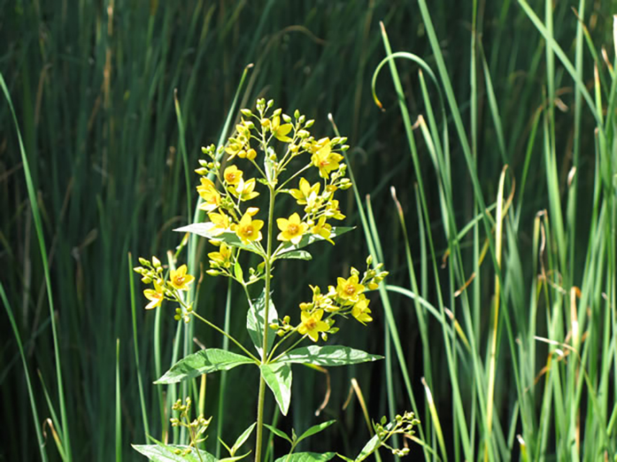 リシマキア キリアータ（Lysimachia ciliata）／サクラソウ科