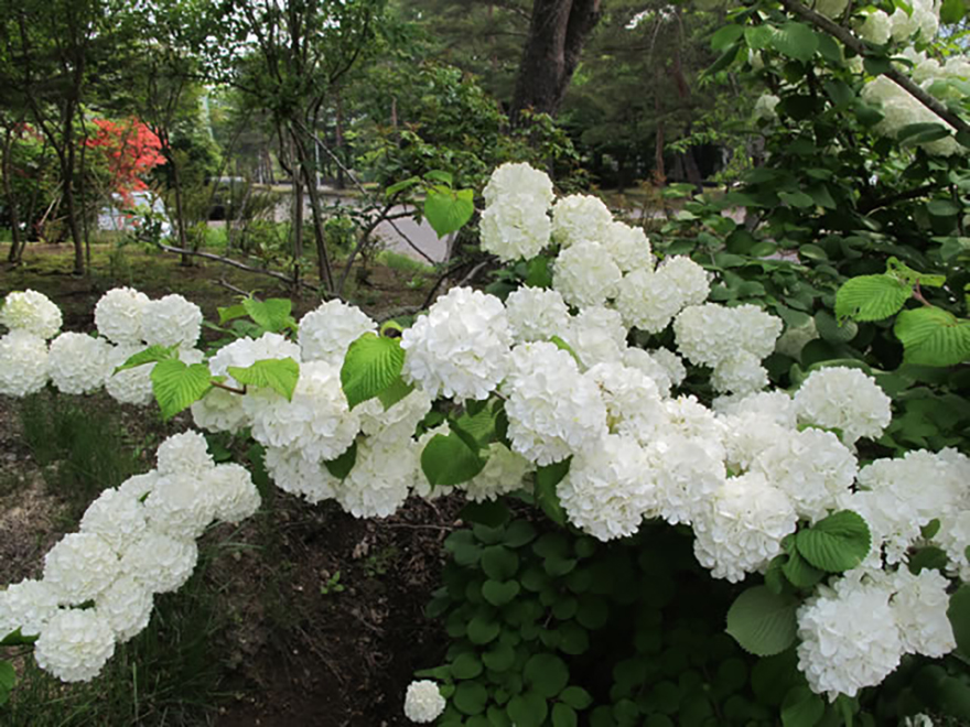 オオデマリ（Vibmum plicatum）／スイカズラ科