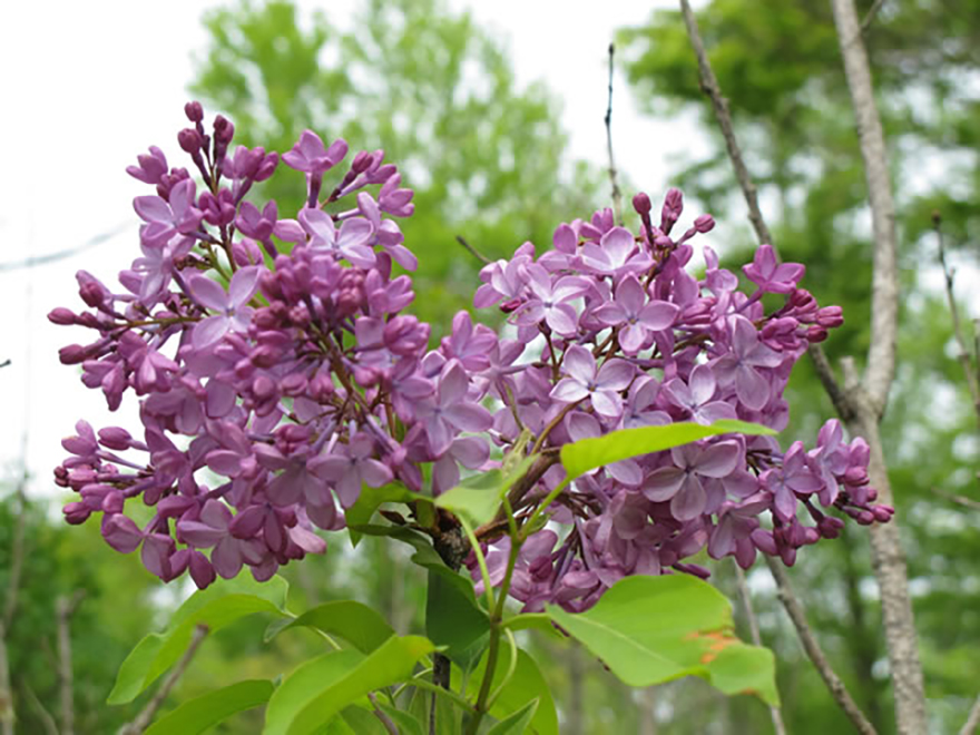 ライラック（Syringa vulgaris）／モクセイ科