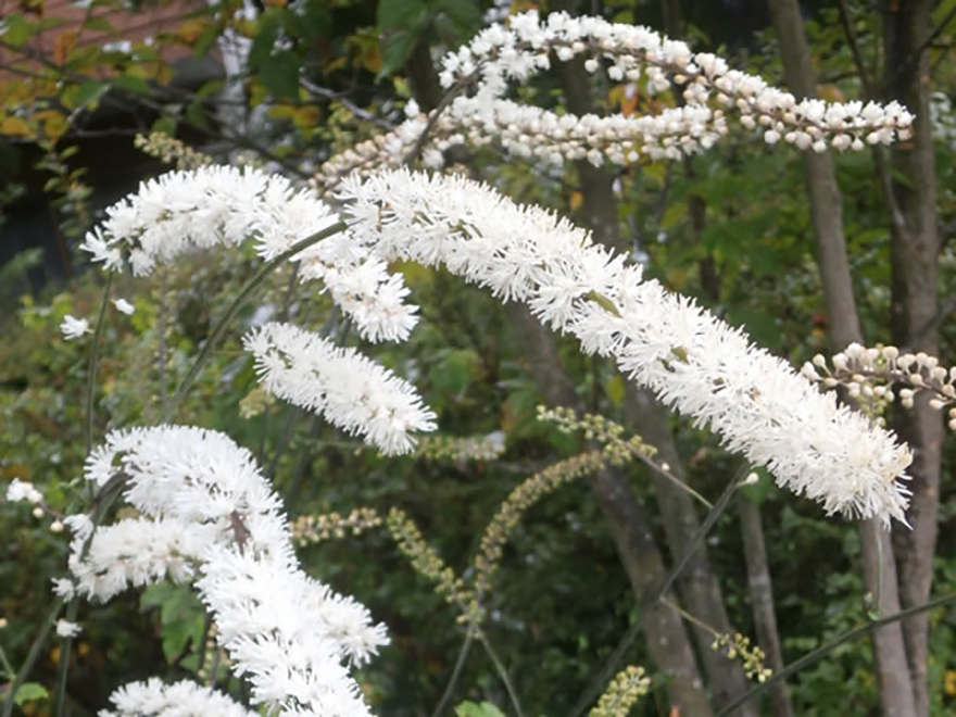 サラシナショウマ（Cimicifuga simplex）／キンポウゲ科